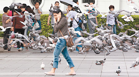 台灣在Ｈ７Ｎ９禽流感陰影下，台北中正紀念堂外有鴿子拍翼起飛，民眾嚇得掩面速離。（中央社圖片）