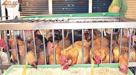 農委會為降低國內Ｈ７Ｎ９禽流感疫情風險，本月17日起實施傳統市場禁宰活禽。