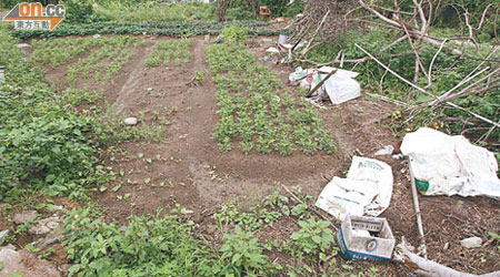 被霸佔兩塊田，緊貼菜園新村（遠處屋），被指破壞鄉村和諧。（何天成攝）