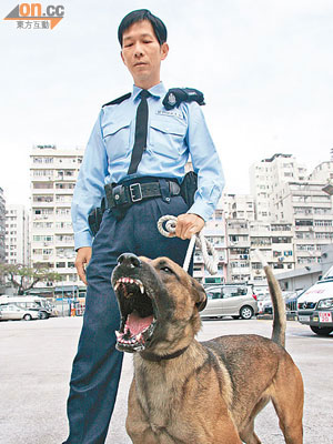 瑪蓮萊狼犬原產於比利時，攻擊力強。（資料圖片）