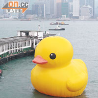 洩氣前的巨鴨在維港游弋曾吸引不少粉絲觀賞。