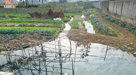 東莞曾有菜農被揭發使用含鎘污水種菜。