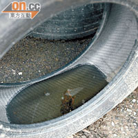 學者指出車胎積存的污水容易孳生蚊蟲及病菌。