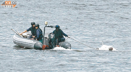 水警將中華白海豚屍體撈起檢走。（黃君堡攝）