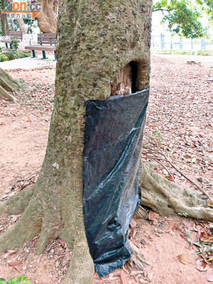 多棵樹木根部被黑膠袋遮蓋，康文署解釋乃為吸引白蟻進食藥餌。