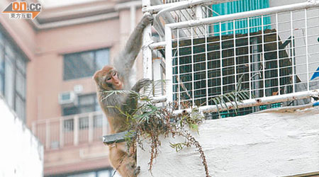 被圍捕的猴子不時在大廈外圍鐵欄攀爬。（吳遠輝攝）