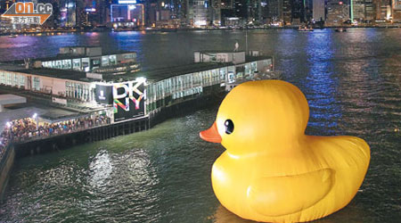 黃色巨鴨在維港夜景中更奪目。（霍振鋒攝）