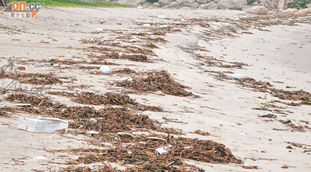 「被出售」的沙灘，海水不時會將大量垃圾沖上岸邊。