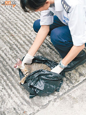 愛護動物協會人員檢查貓屍。（黃君堡攝）