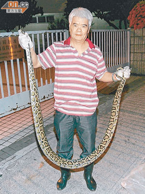 約六呎長蟒蛇被蛇王生擒。（呂浩鋒攝）