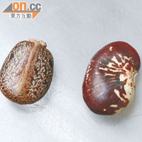蓖麻籽（左）與花豆（右）相似，容易令人混淆。