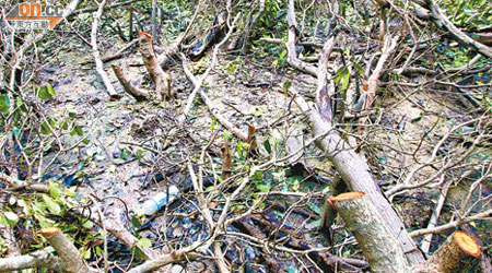 大埔聯益漁村懷疑紅樹遭人砍伐，「屍骸」隨處可見。（梁耀榮攝）