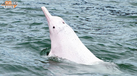 中華白海豚在港出沒的數目有六十一條，只及十年前的四成。（香港海豚保育學會提供）