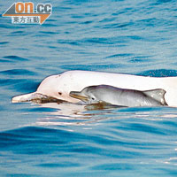 初生中華白海豚近年夭折率奇高，相信與水質污染問題有關。（香港海豚保育學會提供）