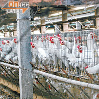 養雞場高密度飼養是造成禽流感的主因。（郭良傑攝）