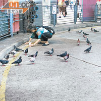 尖沙咀<br>尖沙咀碼頭旁巴士站經常有人餵飼雀鳥。