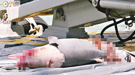 撈獲的中華白海豚屍體已嚴重腐爛。（曾志恒攝）