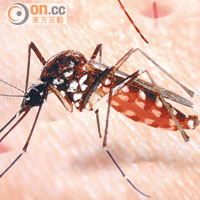 登革熱病毒主要透過伊蚊傳播。