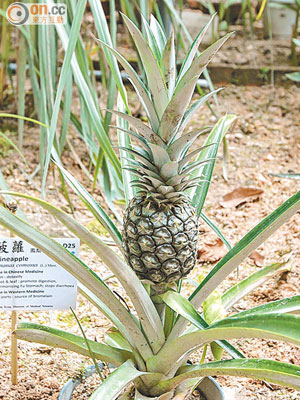 菠蘿藥用價值高，其果皮可解毒，根葉亦可作止瀉之用。