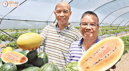 漁護署助理署長廖季堅（左）及農業主任陳兆麟（右）介紹適合本地種植的新品種西瓜。（何耀其攝）