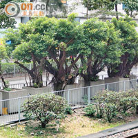 屯門輕鐵安定站旁行人路共有七棵榕樹種於花盆內。