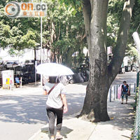 位於新葵街的石栗樹，樹根被石屎圍封受壓，行人路面亦被「逼爆」。