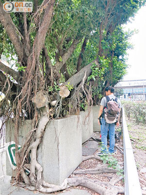 黃榕樹根部粗壯，因不堪生長環境狹窄致「破盆而出」，區議會標誌亦不保。