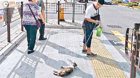 尼漢拖着貓屍過馬路，途人為之側目。（讀者提供）