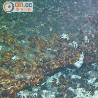 在深海冷泉區發現大量鎧甲蝦和貽貝等生物。