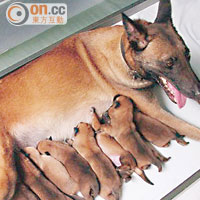 曾走失的警犬安琪在一○年誕下七女一子，包括咬傷領犬員的Vijay。（資料圖片）