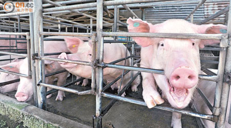 港大研究從一批本地豬隻中找到VRE菌，該菌過往僅在歐洲地區發現。