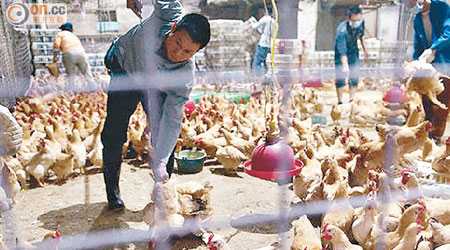 東莞市也有輸港的養殖雞場。（資料圖片）