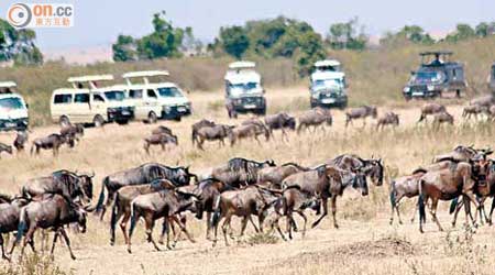 多輛旅遊車的旅客在圍觀準備過河的牛羚。（受訪者提供）