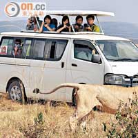 肯尼亞的獅子似乎已習慣與旅遊車同行。