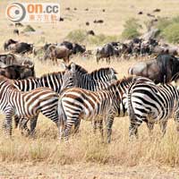 七月至八月是非洲野生動物大遷徙的季節。