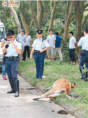 疑被車撞死的黃牛伏屍路旁。