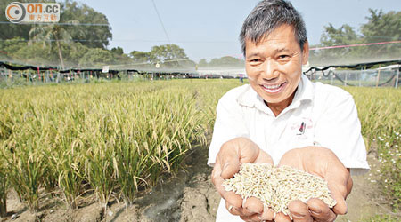 梁日信親手耕種人生的第一造稻米即大豐收，喜上眉梢。