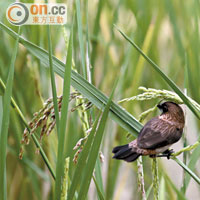 稻米成熟時，引來大量禾花雀的掠奪，驅之不去。