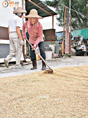 信芯園趕在強颱風襲港前夕收割稻穀，預計可碾成一千公斤大米，免費送給有需要長者。