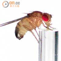 果蠅腦內設調控作息的基因，與人類相似。