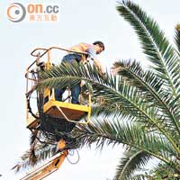 樹木專家分別由地面及高空檢查棕櫚樹的健康，消除蟲害。