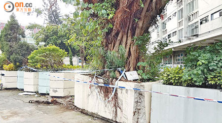 三聖邨盆栽樹上重下輕，市民擔心強風下會被吹倒造成人命傷亡。（讀者提供）