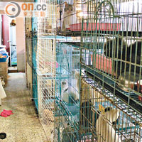 涉案單位的籠內布滿貓狗，衞生環境惡劣。（愛護動物協會提供）
