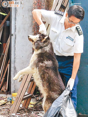 若發現狗隻屍體涉及刑事成分，愛護動物協會為免影響警方蒐證，不會在屍體灑上漂白粉。（資料圖片）