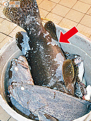 魚檔大批海魚被毒殺，包括龍躉(箭嘴示)。 (馬竟峯攝)