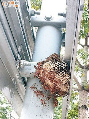 新慶路有胡蜂築巢，市民擔心安全構成威脅。（讀者提供）
