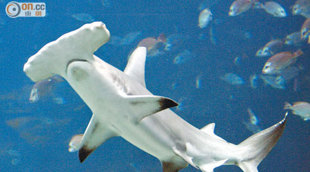 海洋公園短短八小時內有六條雌性鎚頭鯊離奇猝死。（資料圖片）