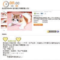 網上近日出現多則領養異國短毛貓的簡體字貼子。