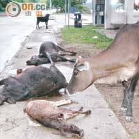 車禍釀成八隻牛死亡。