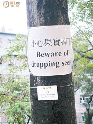 樹身貼上警告牌，令康文署選擇樹木品種的決定備受質疑。